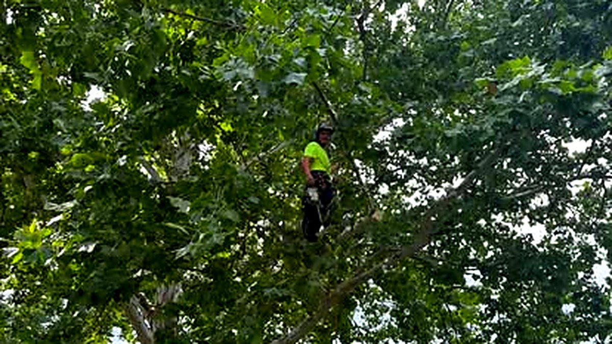 A Tree Rats climber roped in high in the crown of a big sycamore, saw on the harness, working among the leaves
