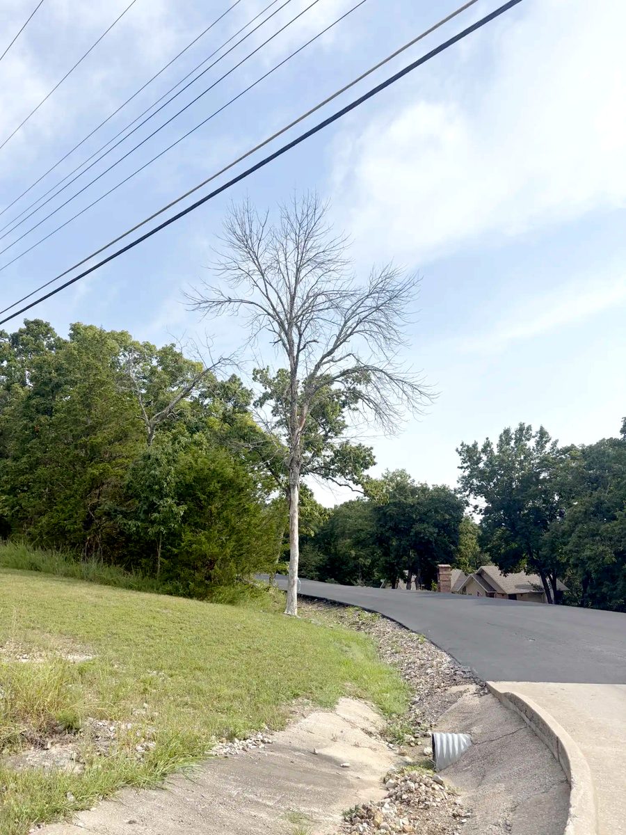 A tall dead tree with bare limbs standing at the edge of a subdivision road, directly under the power lines