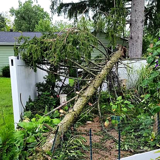 A large evergreen blown over across a white privacy fence, its trunk lying through a planted garden bed