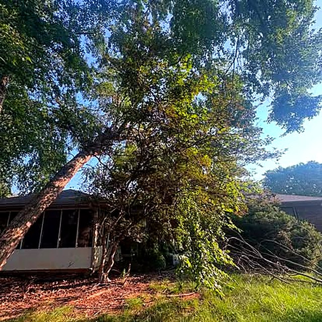 A large multi-stemmed tree leaning hard over a house, its lower limbs resting on the roof of a screened porch