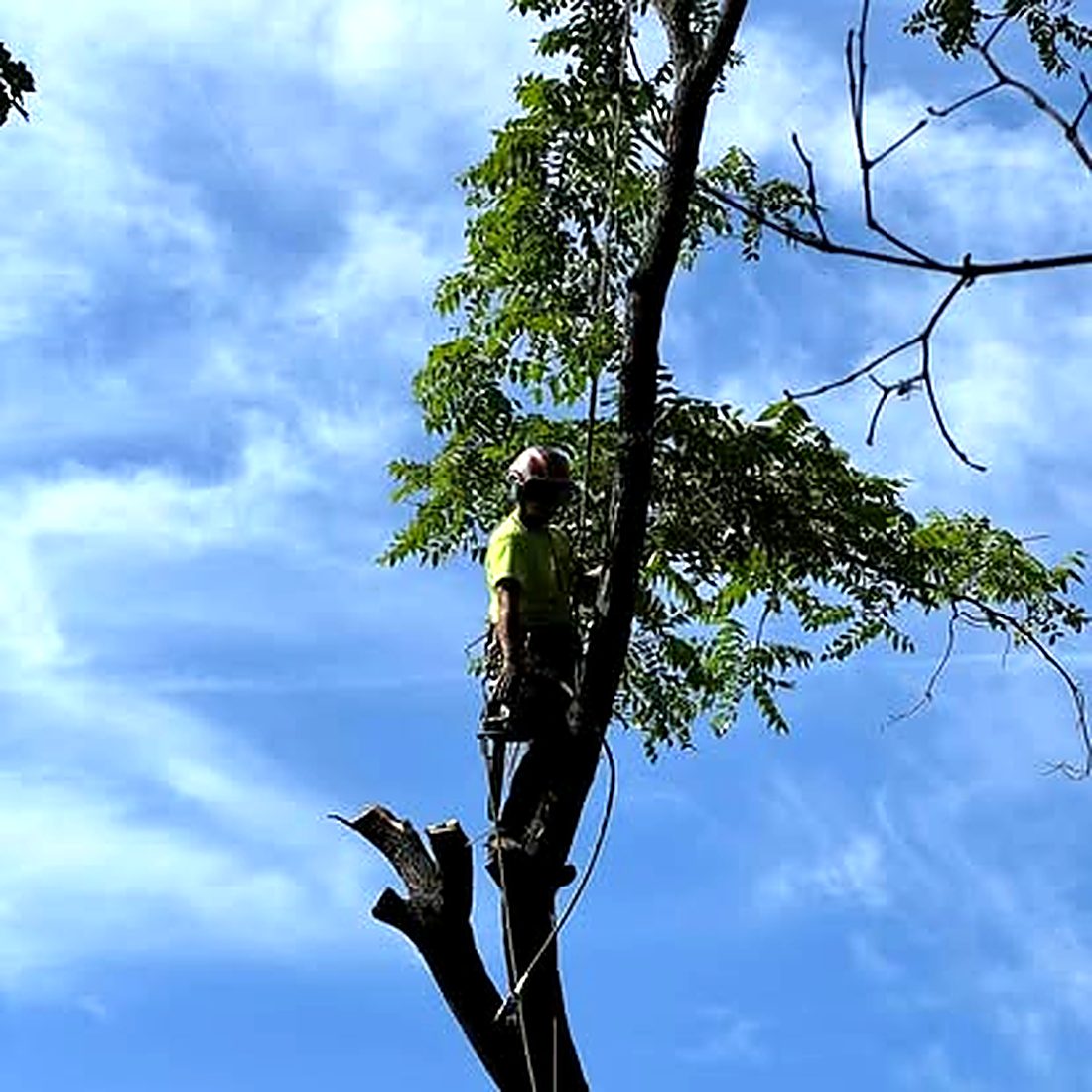 A Tree Rats climber roped in near the top of a tree, taking it down in sections against a blue sky